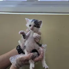청주시 흰색/검은색 얼룩무늬 한국 고양이 수컷