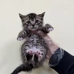 청주시 평행·전체·부분줄무늬 한국 고양이 수컷