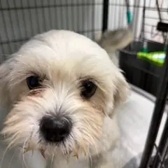 청주시 흰색 말티즈 암컷