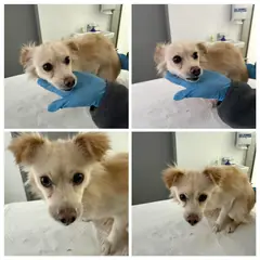 천안시 레몬색&흰색 믹스견 암컷