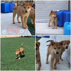 천안시 갈색 믹스견 암컷