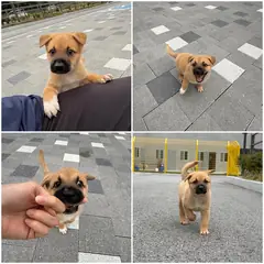천안시 갈색&검정&흰색 믹스견 수컷