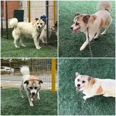 천안시 갈색&검정&흰색 믹스견 암컷