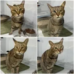 천안시 기타(갈색+검정) 한국 고양이 수컷