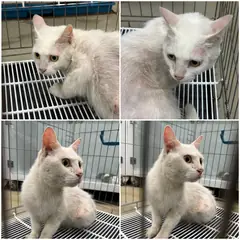 천안시 흰색 터키시 앙고라 암컷
