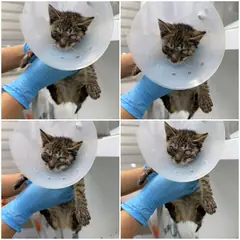 천안시 기타(고등어) 한국 고양이 수컷