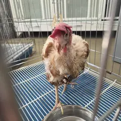 천안시 기타(갈+검) 기타축종 암컷