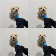 천안시 크림색 믹스견 수컷