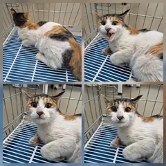 천안시 검은색흰색황토색조합 한국 고양이 암컷