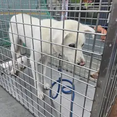 공주시 흰색 믹스견 암컷