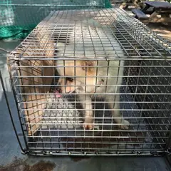 공주시 흰색 믹스견 수컷