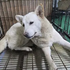 공주시 흰색 믹스견 암컷