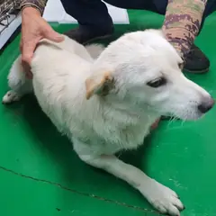 공주시 흰색 믹스견 수컷