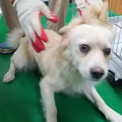 공주시 기타(노랑/흰색) 믹스견 암컷