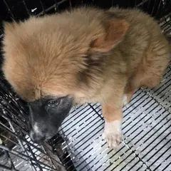 공주시 기타(흑/백/갈색) 믹스견 암컷