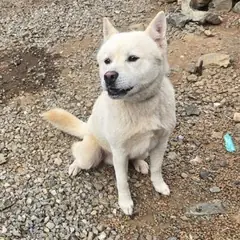 공주시 흰색 믹스견 수컷