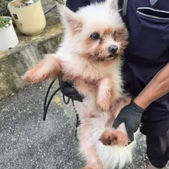 공주시 흰색 믹스견 수컷