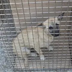 공주시 갈색 믹스견 암컷