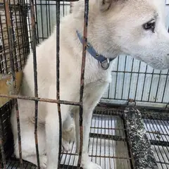 공주시 흰색 믹스견 암컷