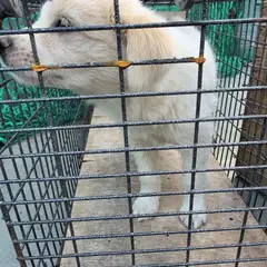 공주시 갈색&흰색 믹스견 수컷