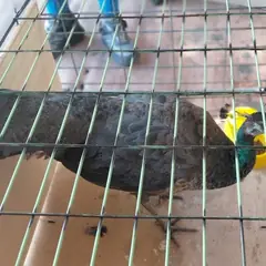 공주시 기타(갈/청색) 기타축종 수컷