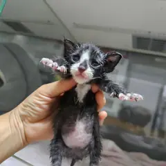 보령시 검정색 한국 고양이 암컷