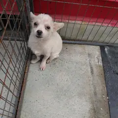 보령시 흰색 믹스견 암컷