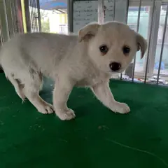 보령시 흰색 믹스견 수컷