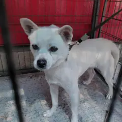 보령시 흰색 믹스견 암컷