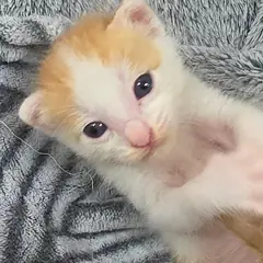 보령시 레몬색&흰색 한국 고양이 수컷