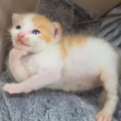 보령시 레몬색&흰색 한국 고양이 수컷