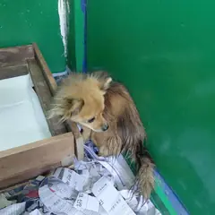 보령시 검정&황갈색 믹스견 암컷