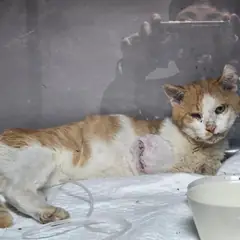 보령시 레몬색&흰색 한국 고양이 수컷