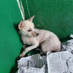 보령시 흰색 믹스견 암컷