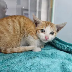 보령시 레몬색&흰색 한국 고양이 수컷