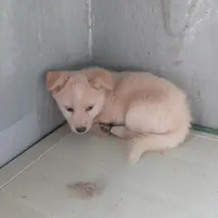 보령시 겨자색 믹스견 수컷