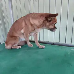 보령시 갈색 믹스견 암컷
