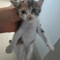 보령시 검은색흰색황토색조합 한국 고양이 암컷