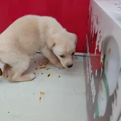 보령시 옅은 황색 믹스견 암컷