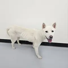 아산시 흰색 믹스견 암컷