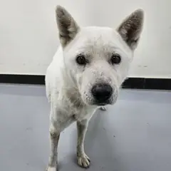 아산시 갈색 믹스견 암컷