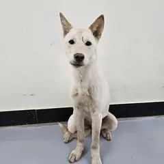 아산시 흰색 믹스견 암컷