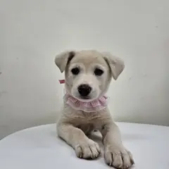 아산시 흰색 믹스견 암컷