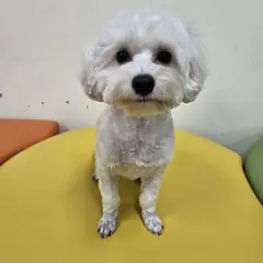 아산시 흰색 말티즈 수컷
