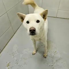 아산시 흰색 믹스견 암컷