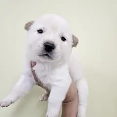 아산시 흰색 믹스견 수컷