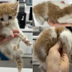 서산시 레몬색&흰색 한국 고양이 수컷