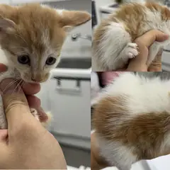 서산시 레몬색&흰색 한국 고양이 수컷