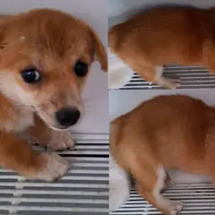 서산시 갈색 믹스견 암컷