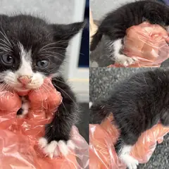 서산시 흰색/검은색 얼룩무늬 한국 고양이 수컷